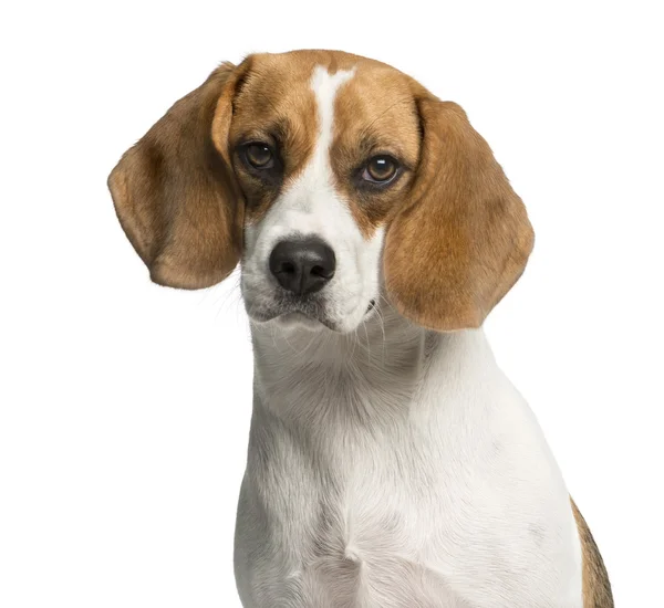 Close-up de um Beagle na frente de um fundo branco — Fotografia de Stock