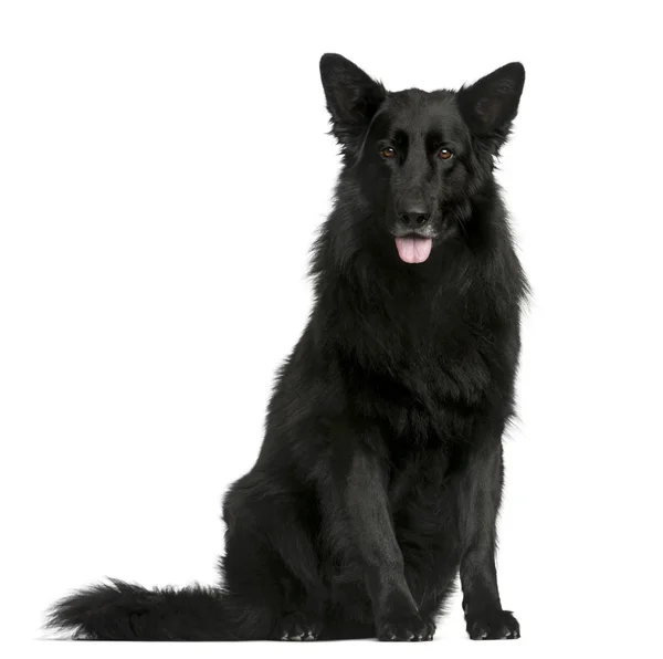 Groenendael sitting in front of a white background — Stock Photo, Image