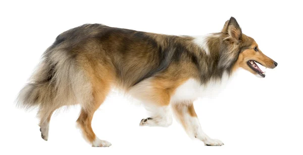 Shetland Sheepdog corriendo delante de un fondo blanco —  Fotos de Stock