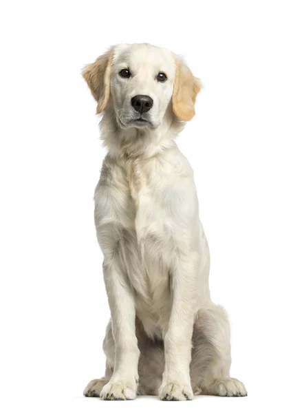 Golden Retriever sentado na frente de um fundo branco — Fotografia de Stock