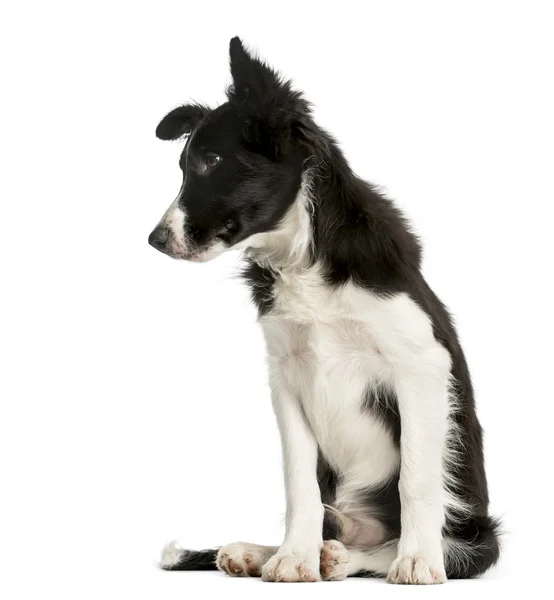 Border Collie puppy sitting in front of a white background — Stock Photo, Image