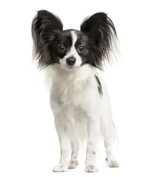 Papillon standing in front of a white background — Stock Photo, Image