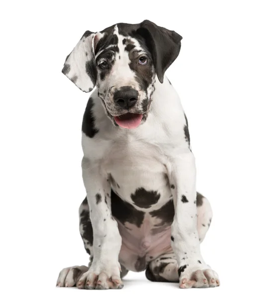 Grande cachorro dinamarquês sentado na frente de um fundo branco — Fotografia de Stock