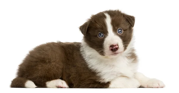 Border Collie puppy (6 weeks old) lying in front of a white back — Stock Photo, Image