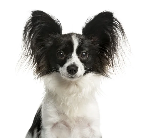 Close-up de um Papillon na frente de um fundo branco — Fotografia de Stock