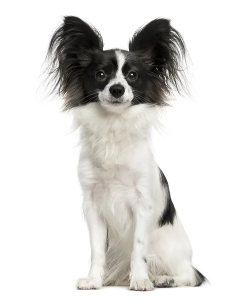 Papillon sitting in front of a white background — Stock Photo, Image