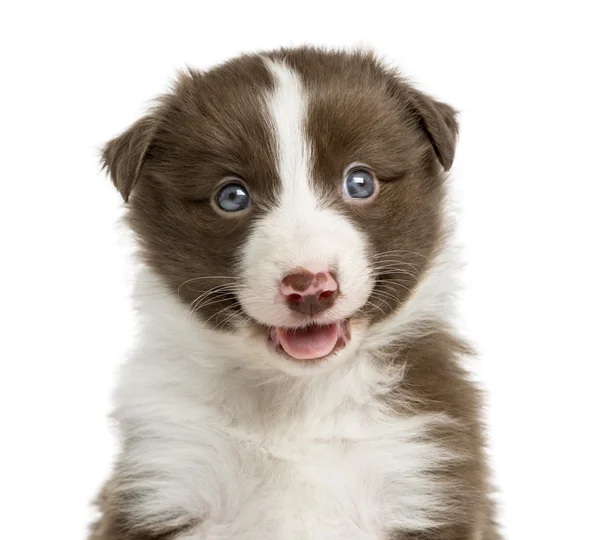 Close-up of a Border Collie puppy (6 weeks old) in front of a wh — Stock Photo, Image