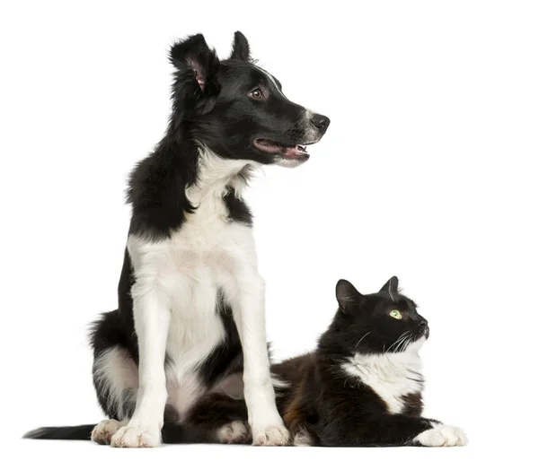 Border Collie chiot et un chat devant un fond blanc — Photo