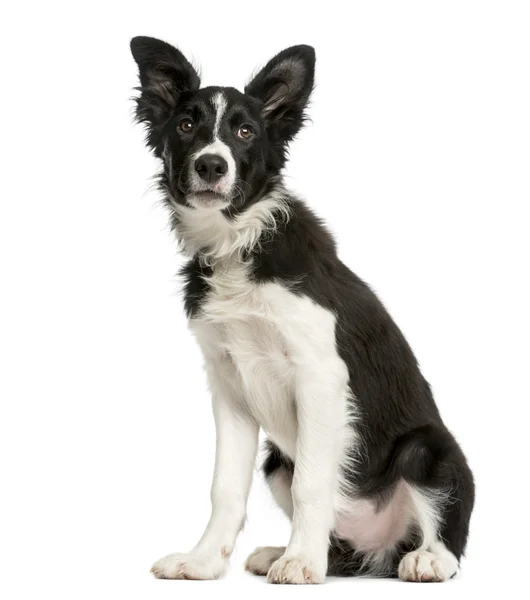 Border Collie filhote sentado na frente de um fundo branco — Fotografia de Stock