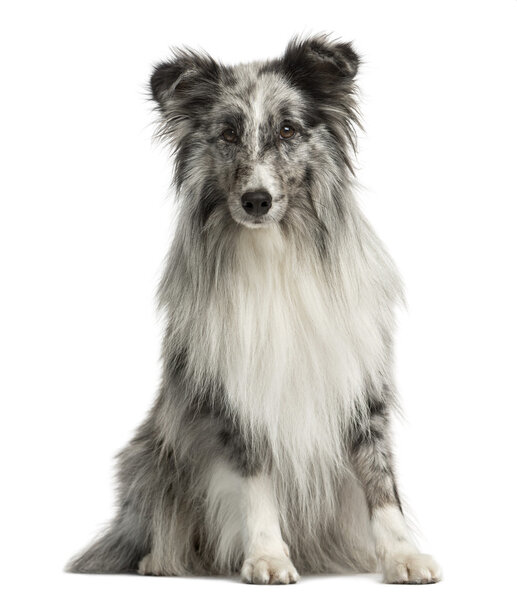 Shetland Sheepdog sitting in front of a white background