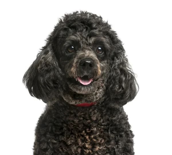 Close-up de um poodle na frente de um fundo branco — Fotografia de Stock