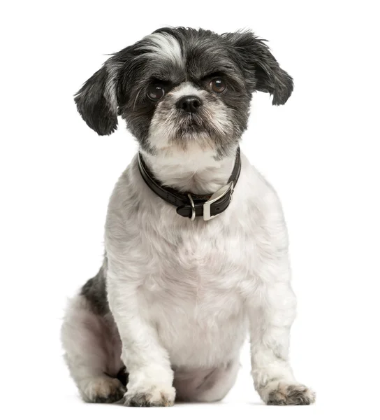 Shih Tzu zit een witte achtergrond — Stockfoto