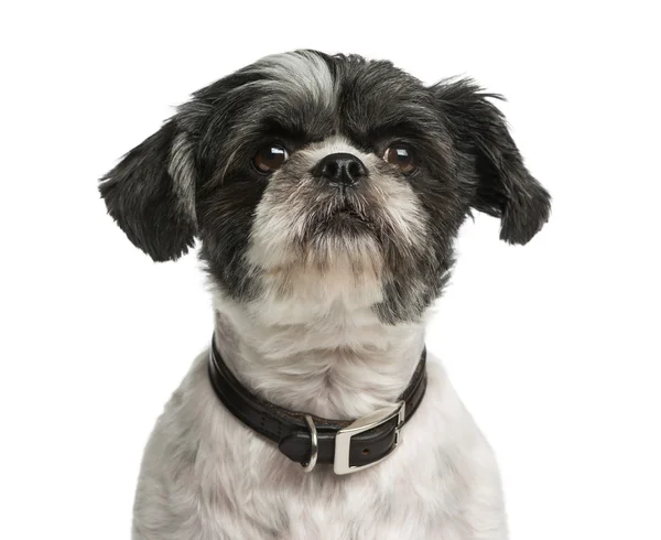 Close-up of a Shih Tzu in front of a white background — Stock Photo, Image