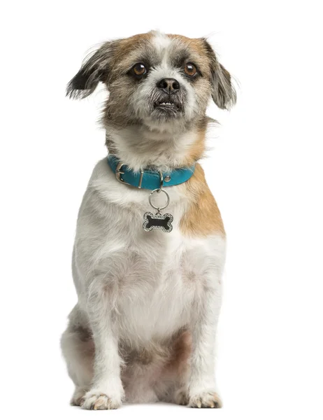 Shih tzu sitzt vor weißem Hintergrund — Stockfoto