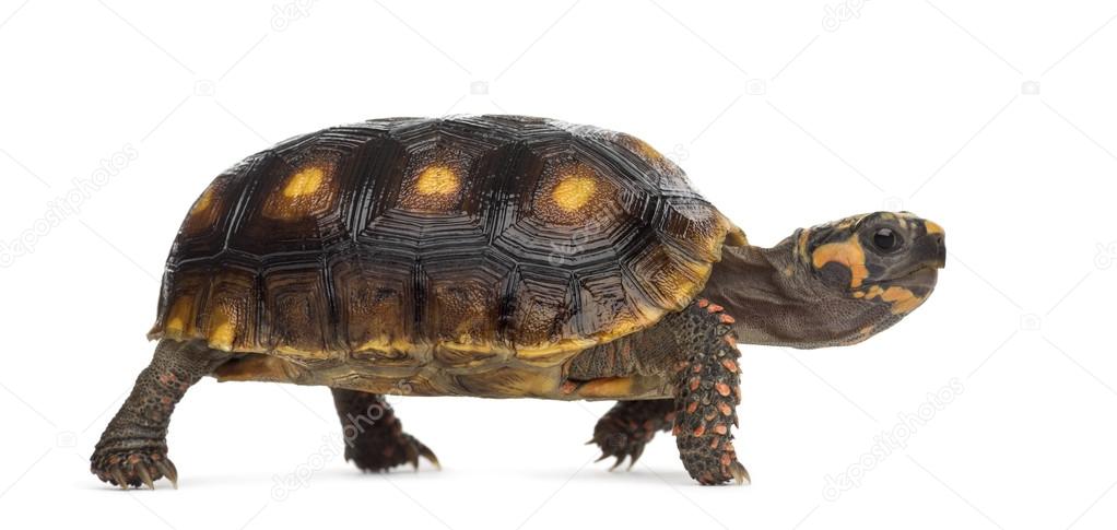 Red-footed tortoises (1,5 years old), Chelonoidis carbonaria