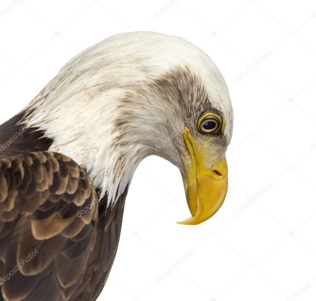 Close-up of a Bald eagle - Haliaeetus leucocephalus