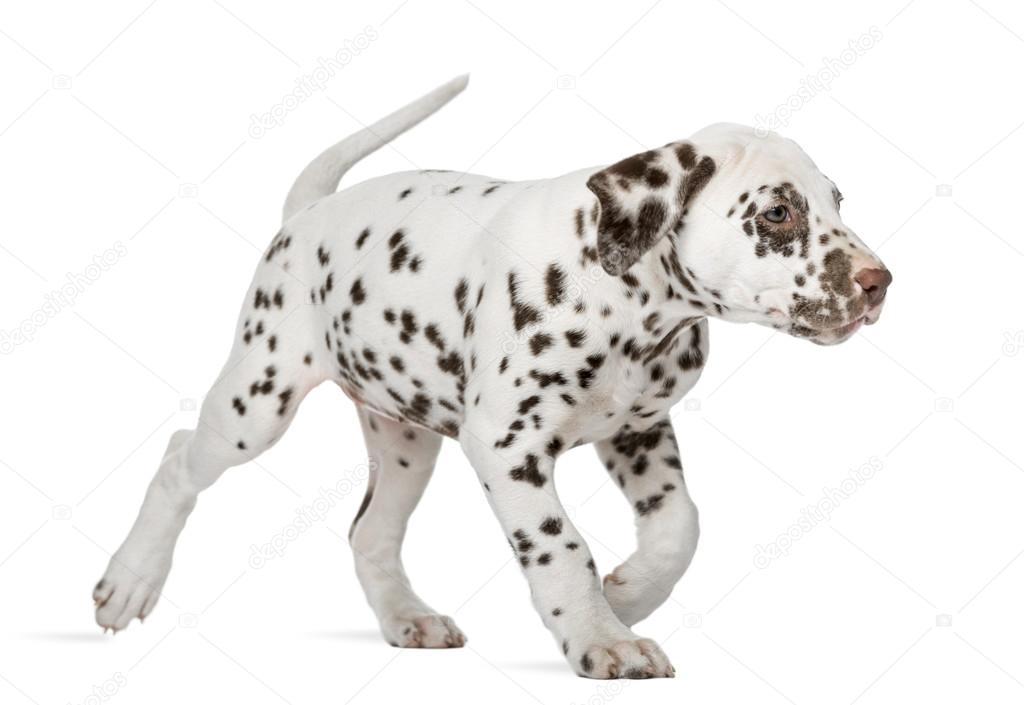Dalmatian puppy running in front of a white background