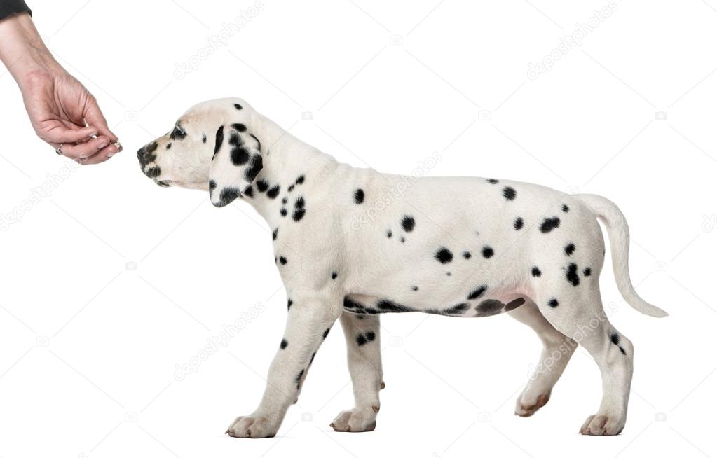 Dalmatian puppy sniffing a hand in front of a white background