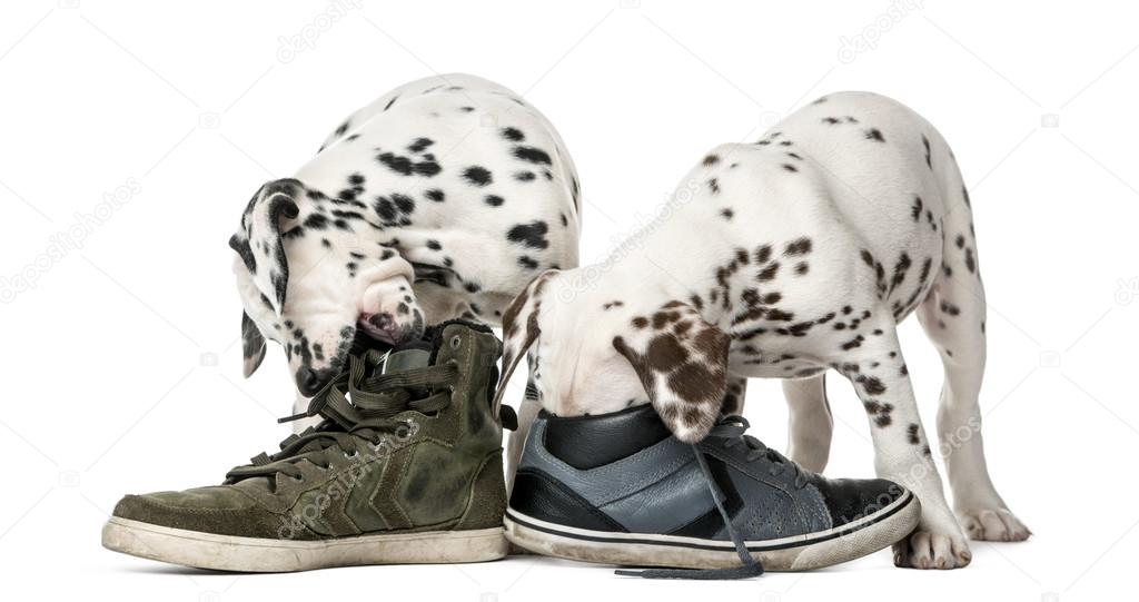 Two Dalmatian puppies chewing shoes in front of a white backgrou