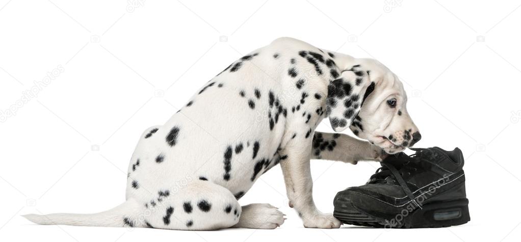 Dalmatian puppy chewing a shoe in front of a white background