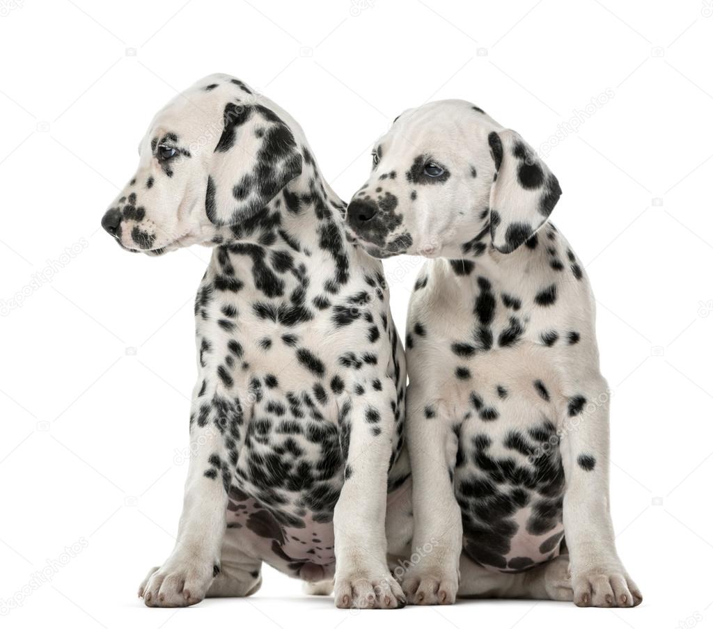 Two Dalmatian puppies sitting in front of a white background