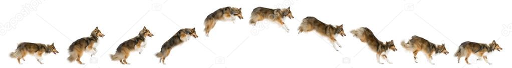 dog jumping - Shetland Sheepdog