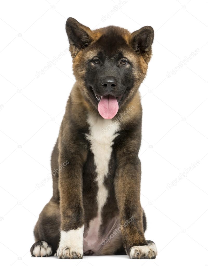 Akita Inu puppy sitting in front of a white background