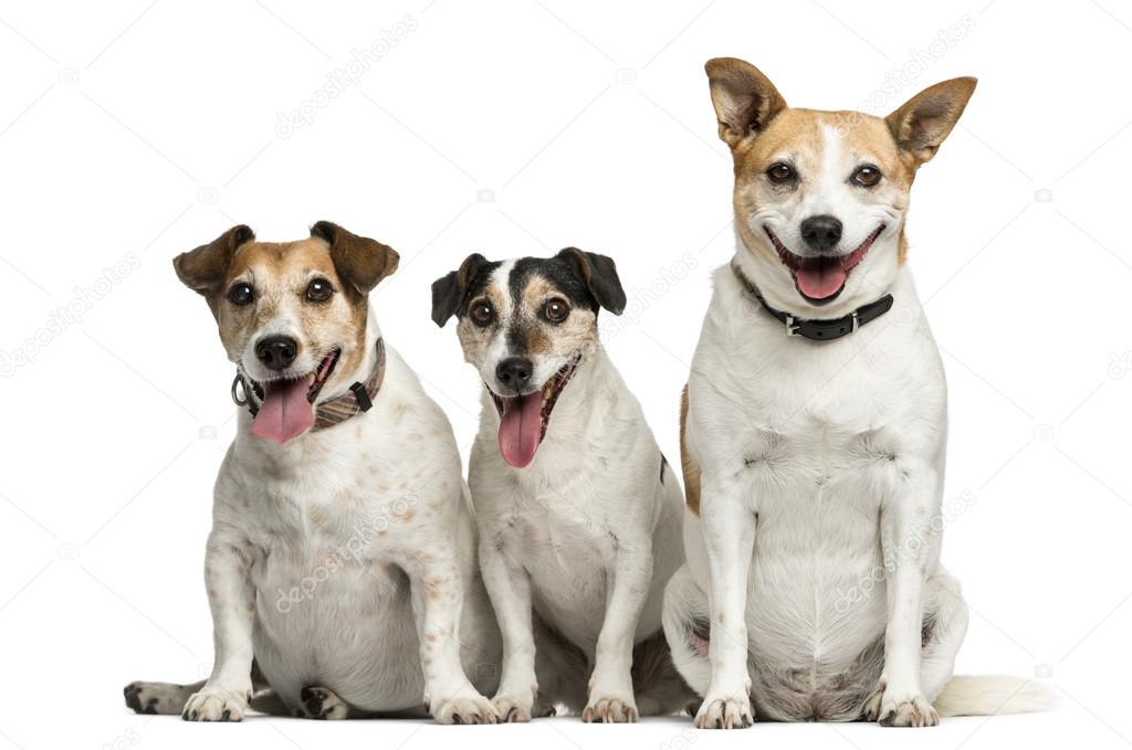 Three Jack Russell Terrier sitting in front of a white backgroun