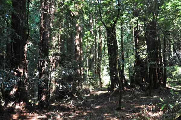 Muir Woods Nationaldenkmal, Kalifornien — Stockfoto