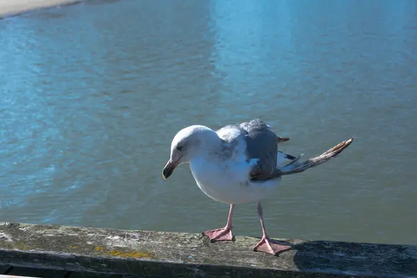 Seagull on a wooden fence, California — Stock Photo, Image