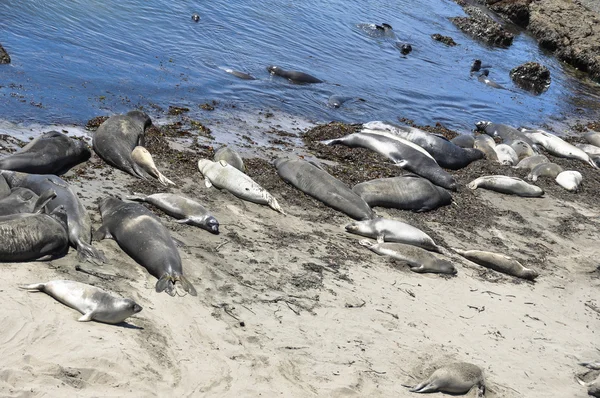 Phoques éléphants sur la plage de sable, Big Sur, Californie Photo De Stock