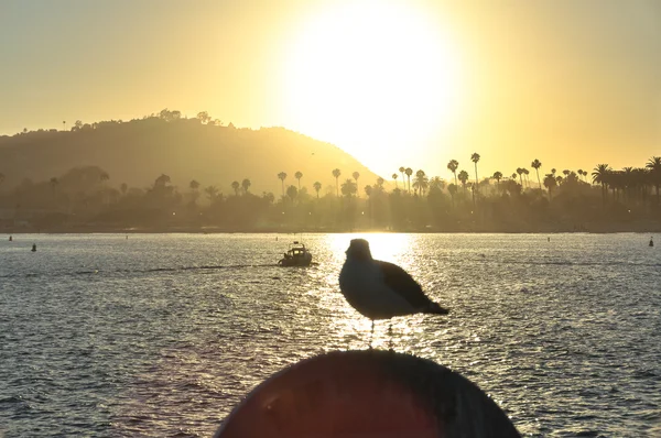 日落时背光的海鸥, 加州圣塔芭芭拉 — 图库照片