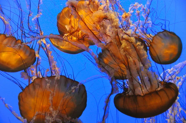 Medusas en Monterey Bay Aquarium, California —  Fotos de Stock