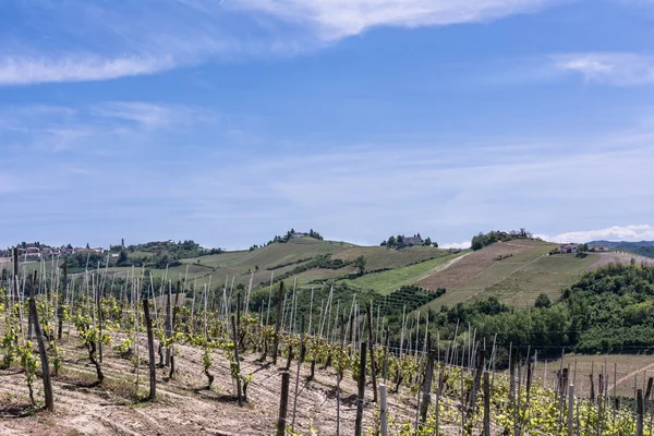 Viñedos y colinas en la región de Langhe, Italia —  Fotos de Stock