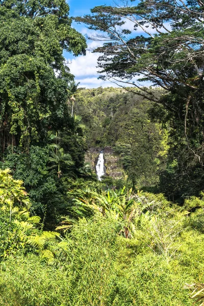 Akaka falls, große insel, hawaii — Stockfoto