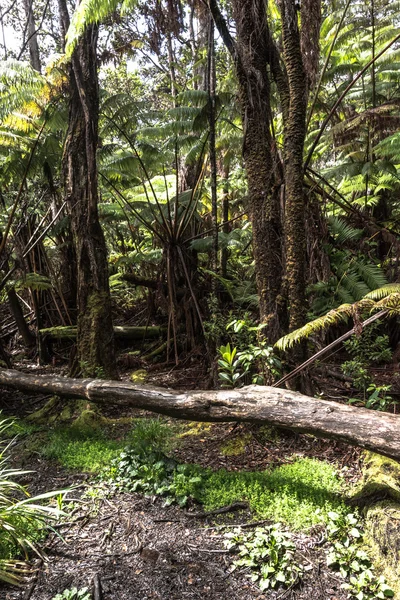 Foresta pluviale intorno a Thurston Lava Tube, Big Island, Hawaii — Foto Stock