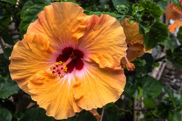 Turuncu Hibiscus, Hawaii
