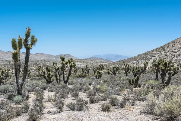 Bosque de Joshua, Mount Charleston, Nevada — Foto de Stock