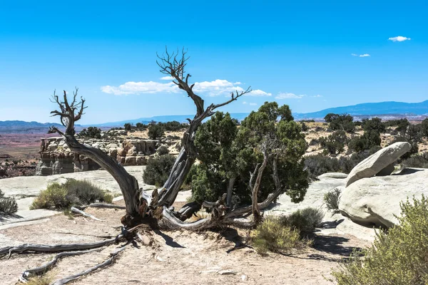 Zmarłe drzewo w San Rafael puchnąć, Utah — Zdjęcie stockowe