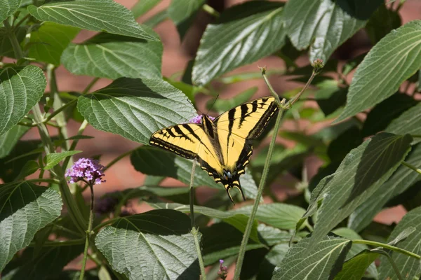 Der kalifornische Schmetterling — Stockfoto