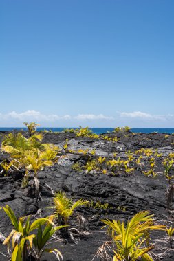 Lav, Hawaii üzerinde bitki örtüsü