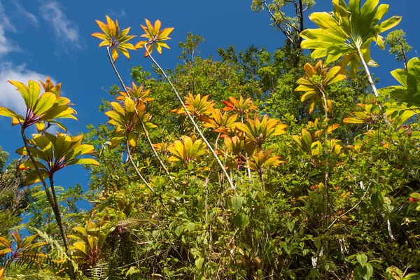 Üppige Vegetation auf Hawaii — Stockfoto
