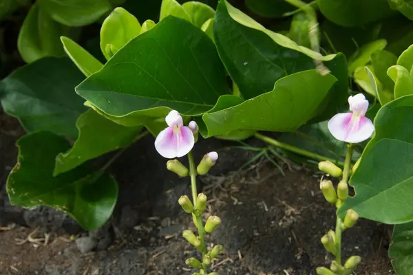 Deux orchidées hawaïennes — Photo