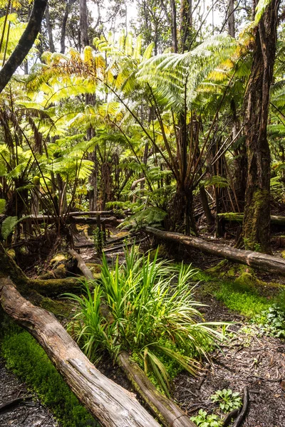 Vegetation auf Hawaii — Stockfoto