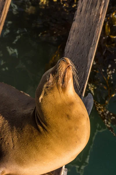 Leão-marinho no cais — Fotografia de Stock