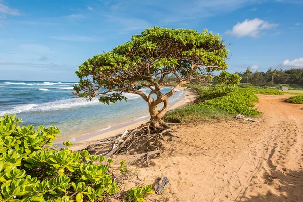 El árbol en la playa, Kauai —  Fotos de Stock