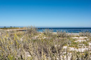 monterey, sahilinde bitki örtüsü