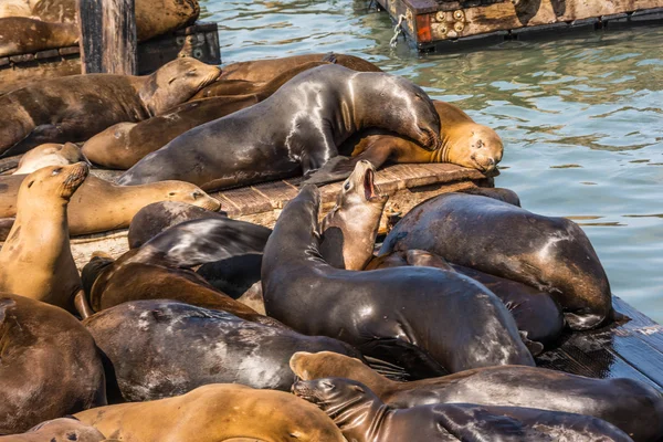 Sea lions on the piers in San Francisco — Stock Photo, Image