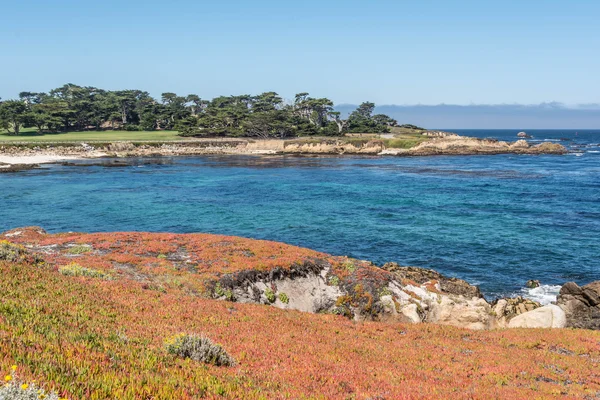 Succulents on the coast of Monterey, California — Stock Photo, Image