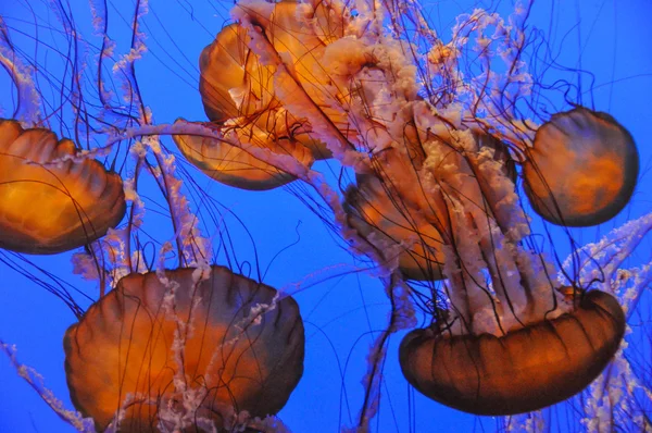Las medusas. —  Fotos de Stock
